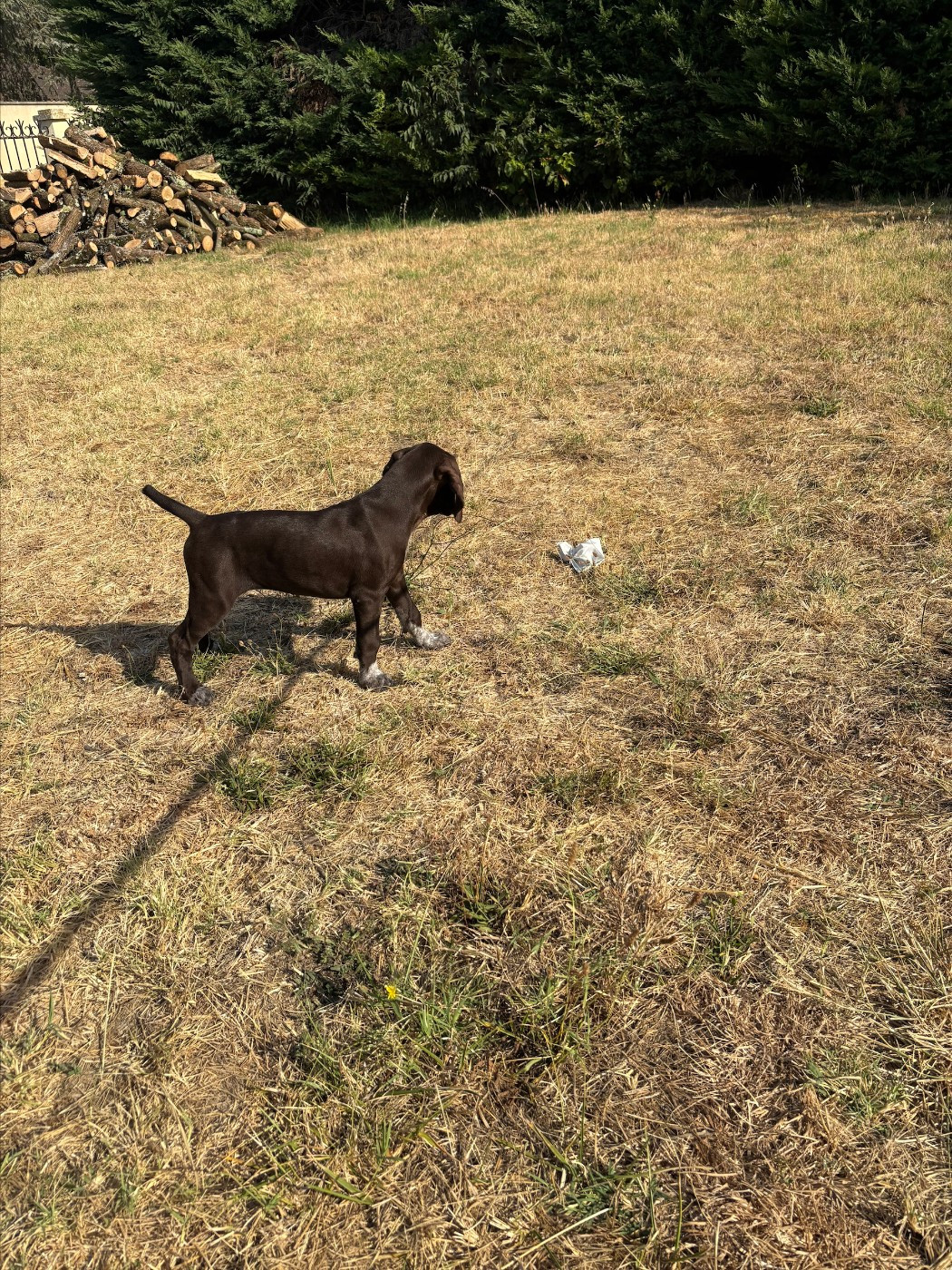 Des Legendes St Martinoises - Chiots disponibles - Braque allemand à poil court